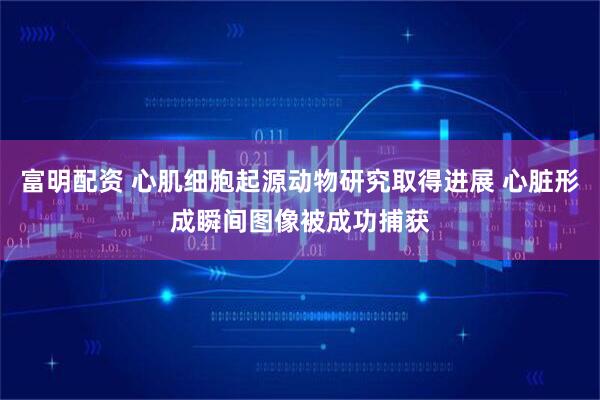 富明配资 心肌细胞起源动物研究取得进展 心脏形成瞬间图像被成功捕获